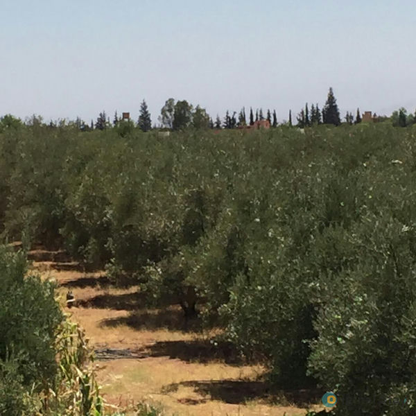 🌾 Ferme Titrée de 4,5 Ha avec Maison de 140 m² à Vendre – Région de Marrakech 🇲🇦 2