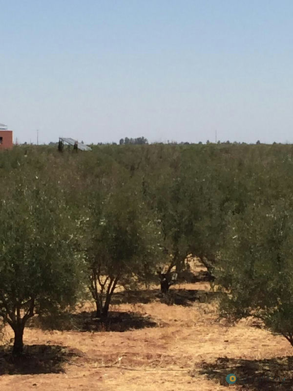 🌾 Ferme Titrée de 4,5 Ha avec Maison de 140 m² à Vendre – Région de Marrakech 🇲🇦 3