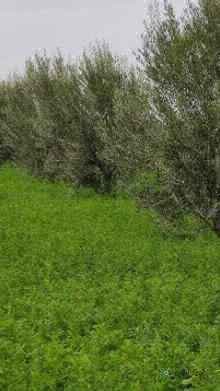 🌾 Ferme Titrée de 4,5 Ha avec Maison de 140 m² à Vendre – Région de Marrakech 🇲🇦 5
